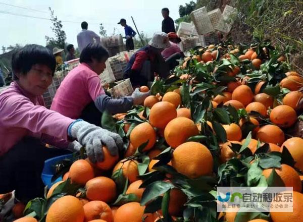 崇义网 - 崇义资讯、生活服务、商务平台，您的崇义生活助手！